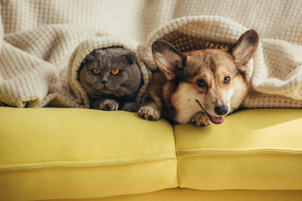 a dog and a cat sitting on the couch in a pet-friendly apartment