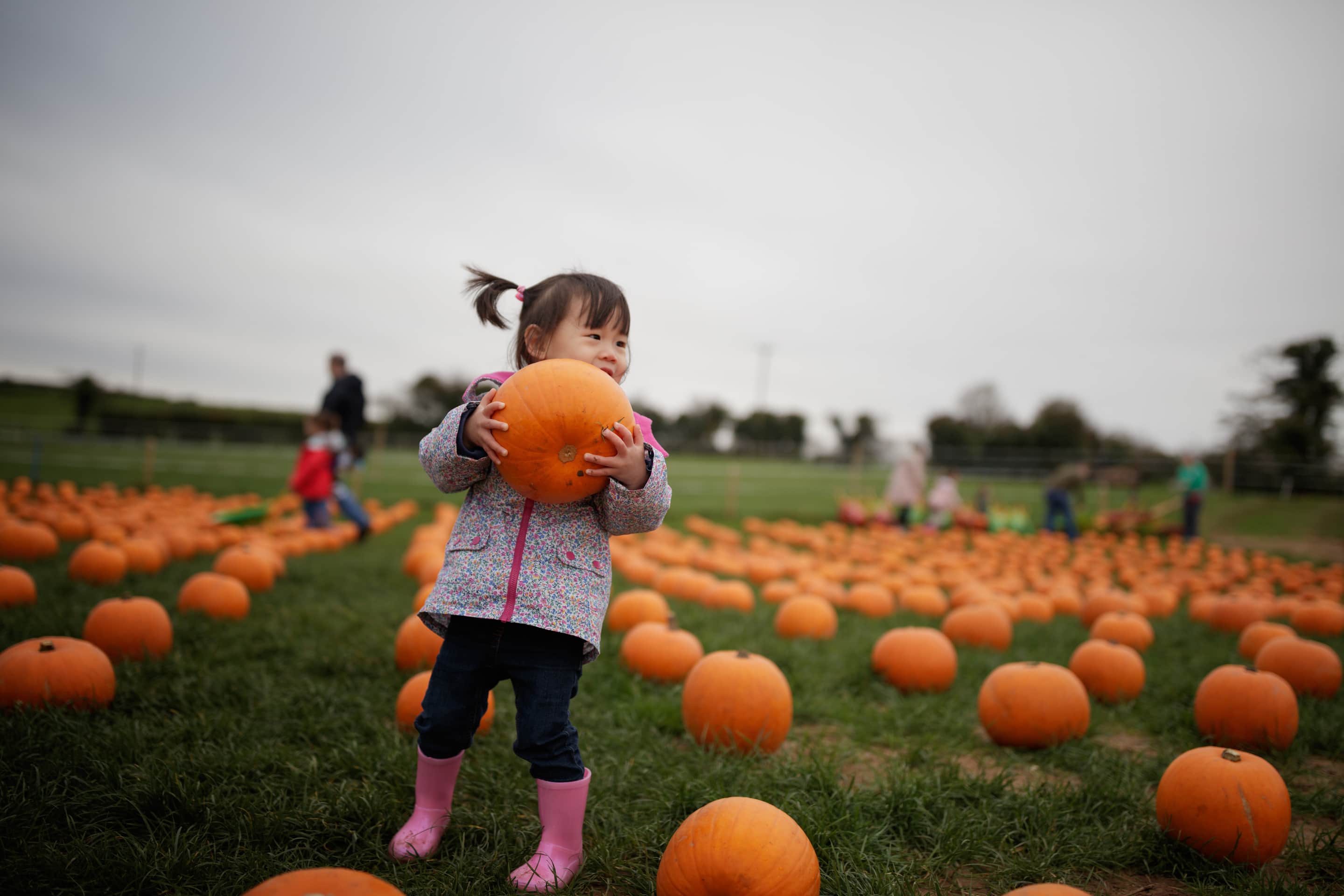 Best Pumpkin Patches In Minnesota | 14 to Visit – Bigos Explorer 