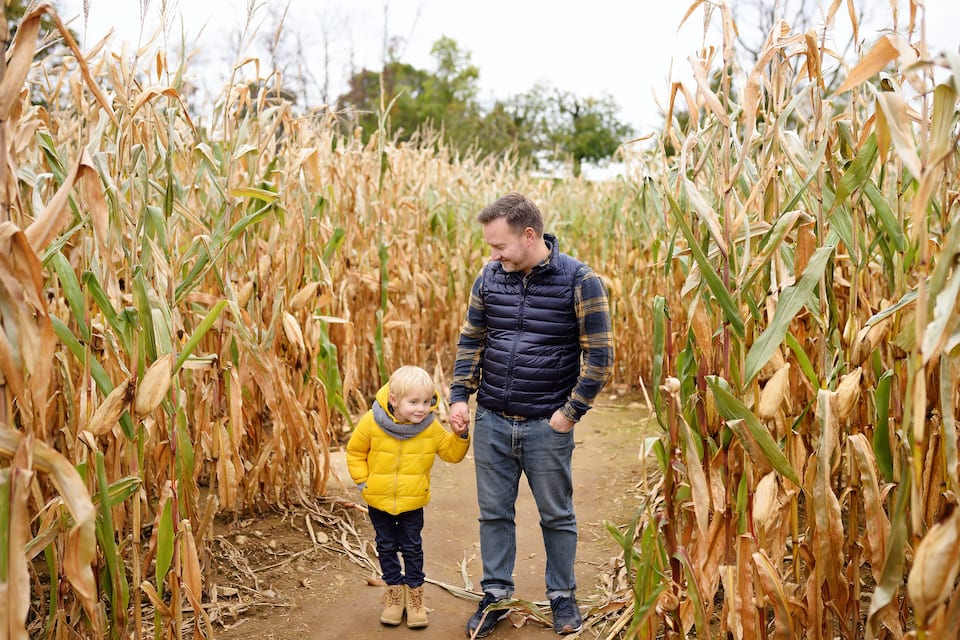 Little boy and his father having fun on pumpkin fair at autumn. Family walking among the dried corn stalks in a corn maze. Traditional american amusement on fair; haunted hayrides