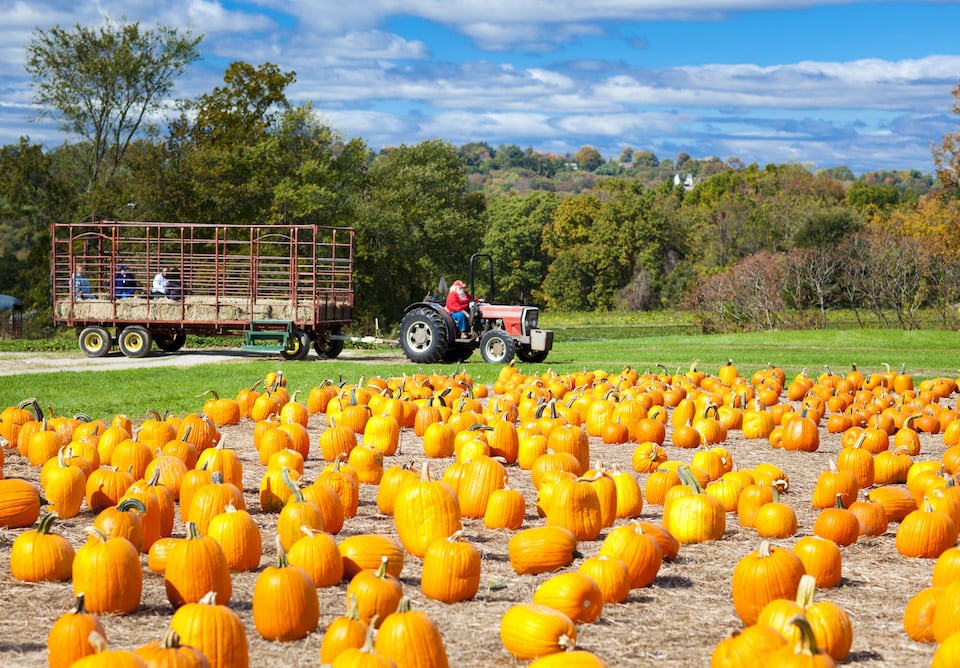 Pumpkin patch field on a farm in the fall with hayride; haunted hayrides