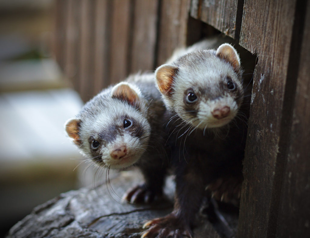 apartment friendly pets - two small white and brown ferrets peeking out of a pet door