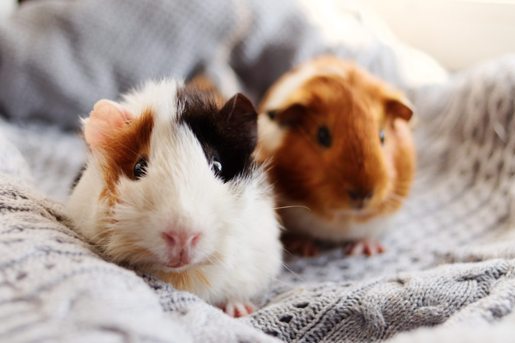 apartment friendly pet gerbils - one black and white, one tan and white cuddling in a blanket