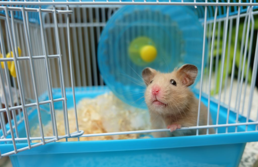 exotic apartment pets- tan hamster with pink nose in a blue wire cage with a blue spinning wheel in the back of the cage