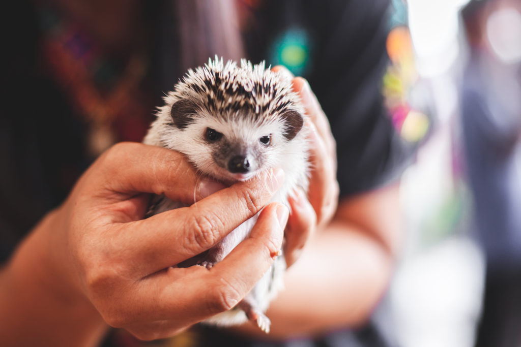 apartment friendly pygmie hedgehog being held in a mans hands