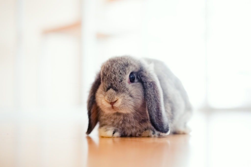 exotic apartment pets- small gray bunny rabbit with floppy ears