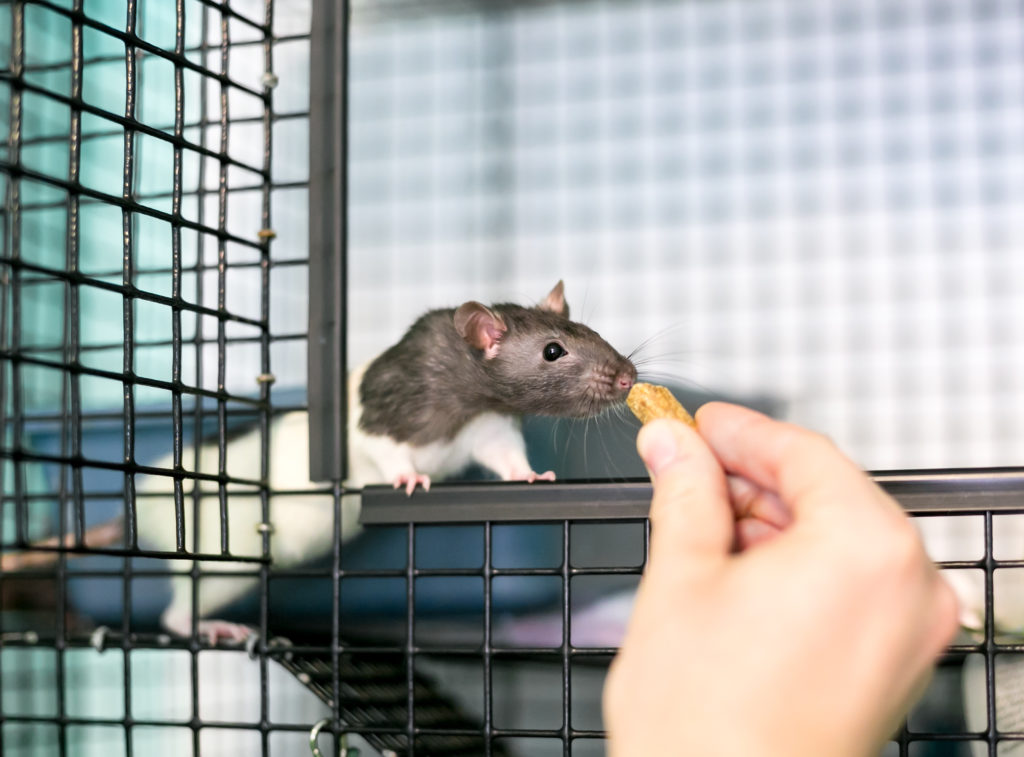 apartment friendly pets - gray and white rat with pink ears, nose, and hands being fed a treat