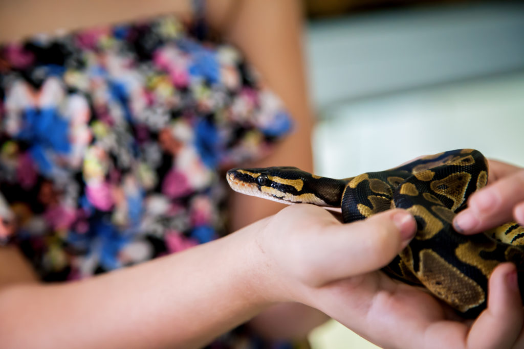 apartment friendly pets - small yellow and black corn snake being held by a woman