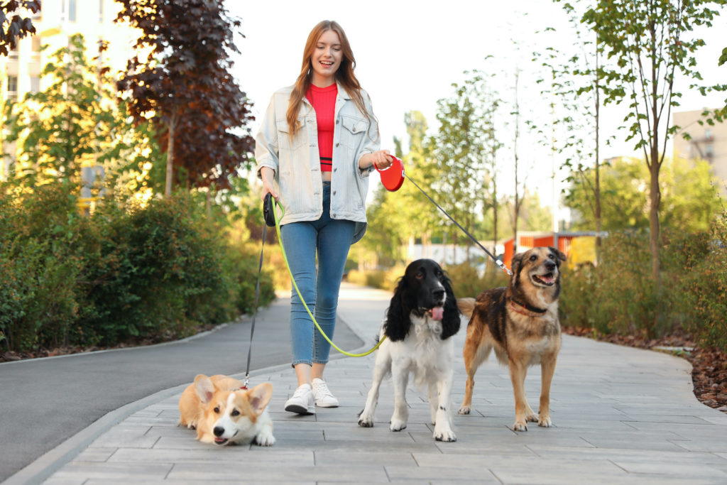 woman walking three dogs on a community path