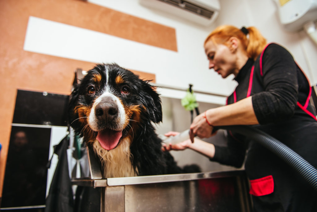 large dog getting a bath in the pet washing station by his owner at an apartment complex
