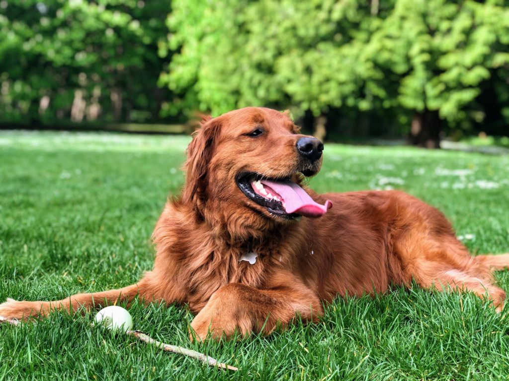 golden retriever laying in one of twin cities dog parks