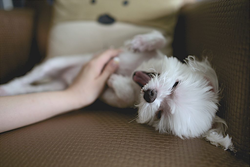 dog in an apartment getting belly rubs on the couch