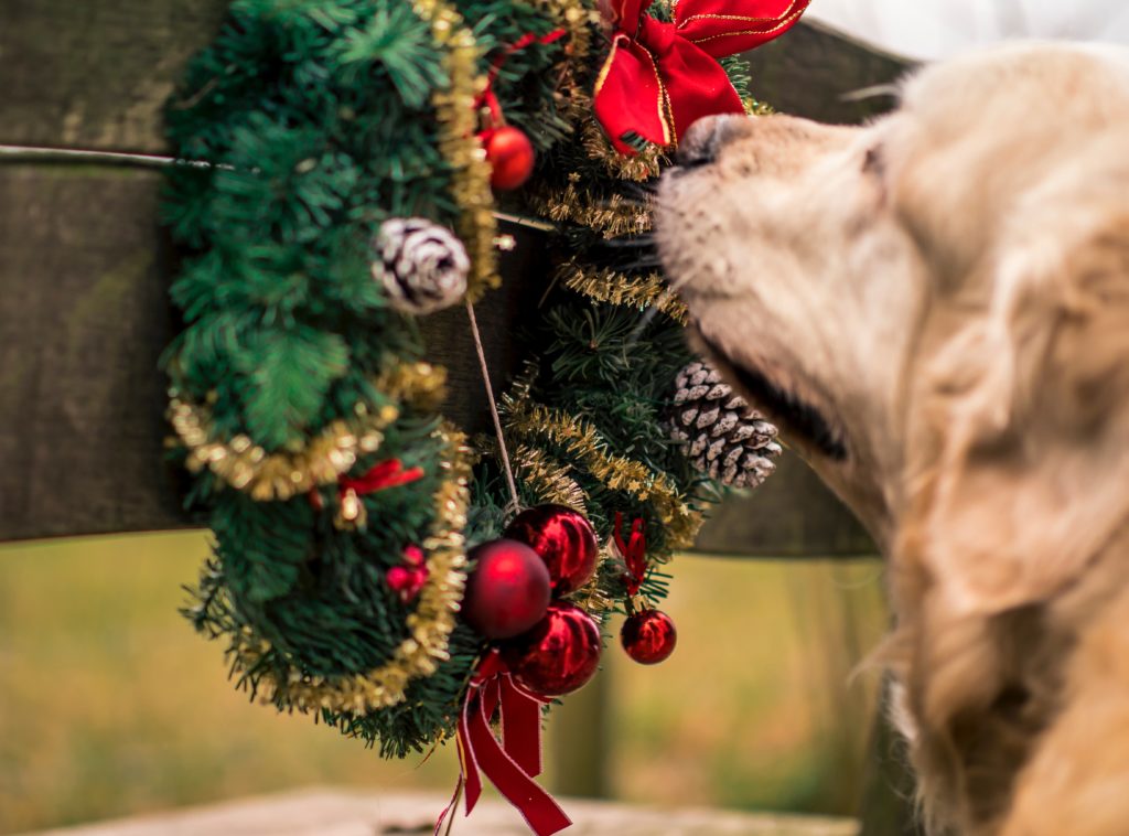 yellow lab dog sniffing a Christmas wreath which are great outdoor holiday decorations for apartments
