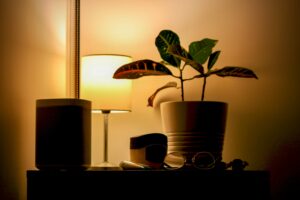 Lamp backlighting some plants in an apartment
